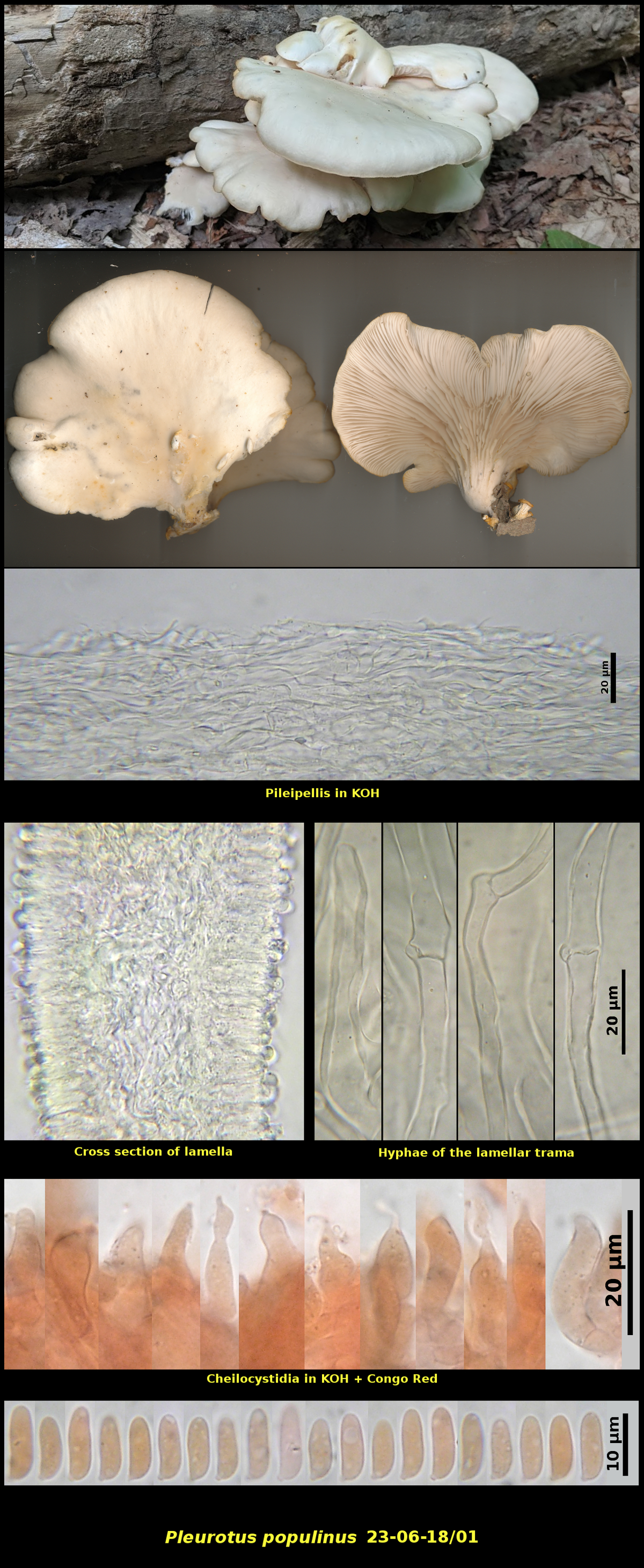 Picture of Pleurotus_populinus